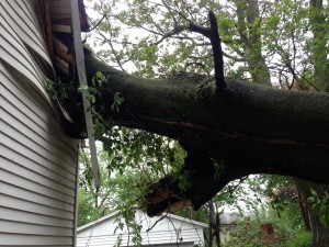 We were called into remove this Hazardous Tree that was dead for a considerable period of time and neglected on an abandoned property until it went over on the unlucky homeowners house next door! She said she had called into the city on several occasions to report this dangerous issue several times to no avail!